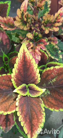 Колеусы сортовые