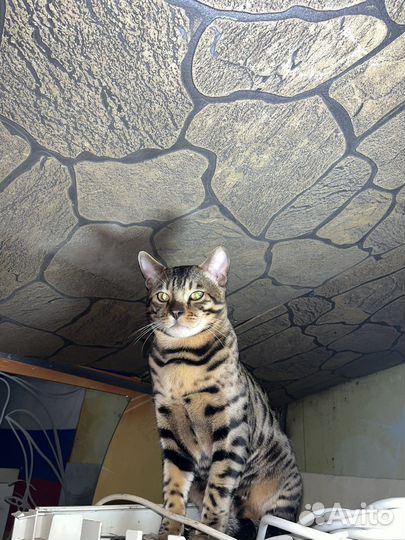 Бенгальская