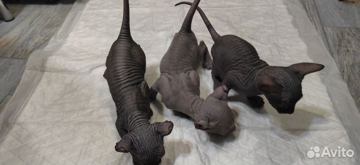 Котята сфинкс эльф