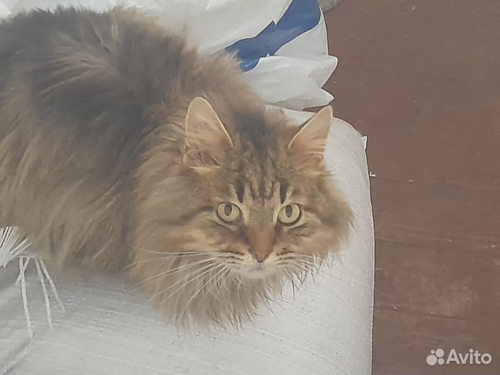 Котики два брата ищут дом