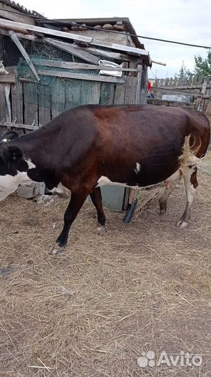 Коровы и телята