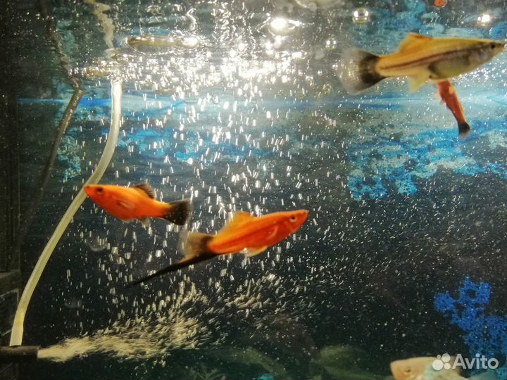 Рыбки моллинезия меченосцы пецилии гуппи креветки