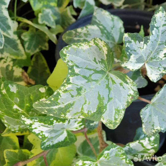 Хедера(плющ) 10 разных сортов