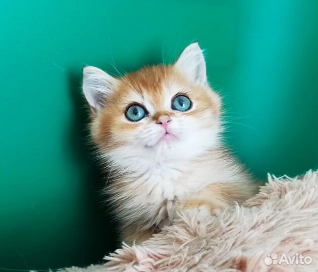 Красавчики