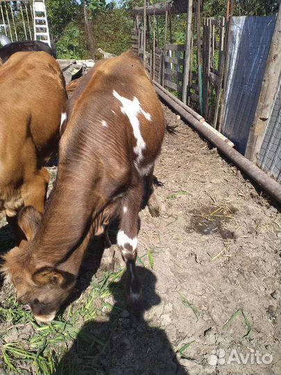 Быкок и телка