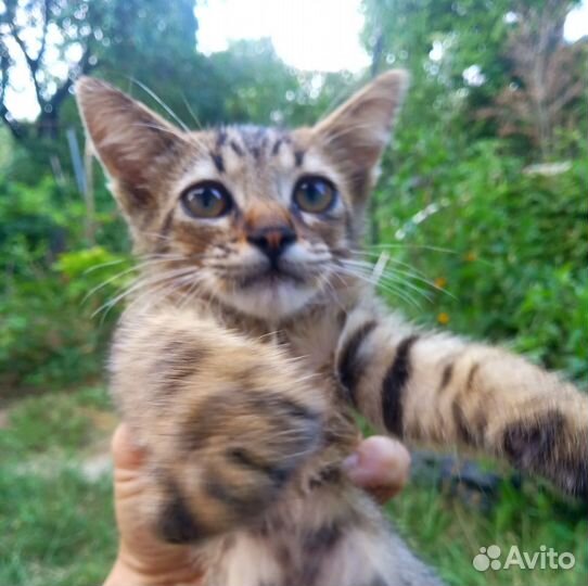 Котёнок-мальчик с тигровым окрасом