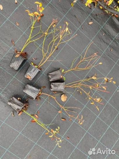 Саженцы голубики