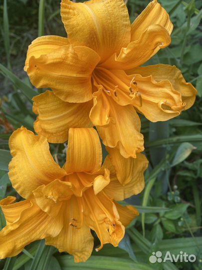 Лилейники сортовые