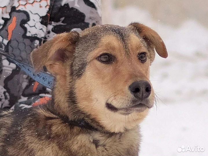 Собаки бесплатно в добрые руки щенки
