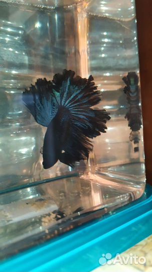 Рыбка Петушок