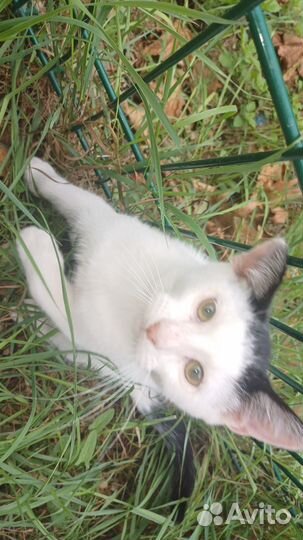 Котята в добрые руки бесплатно