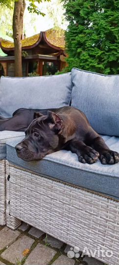 Щенки кане Корсо