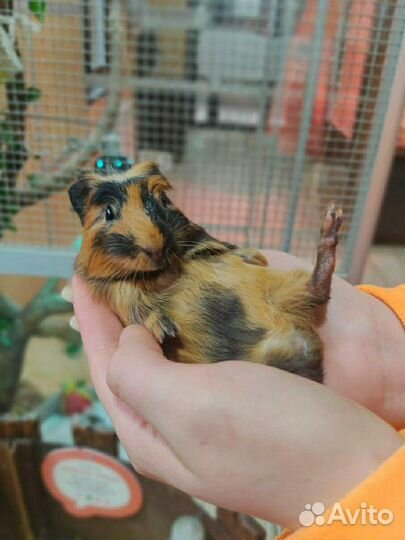 Морские свинки