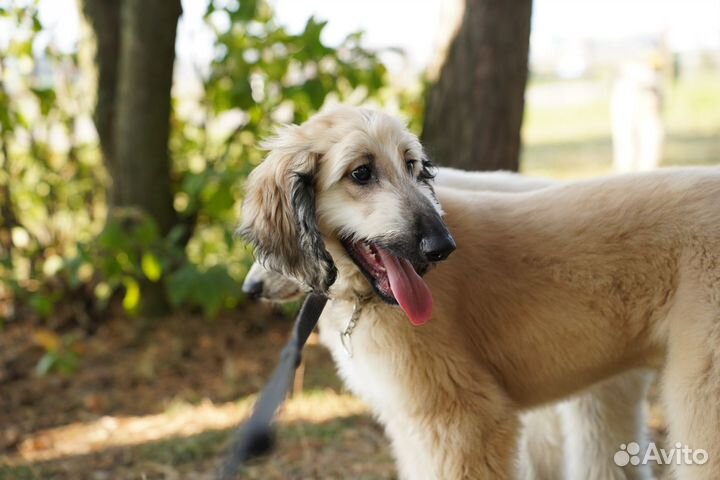 Афганская борзая щенки