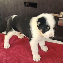 Среднеазиатская овчарка, щенок