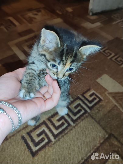 Кошки в добрые руки