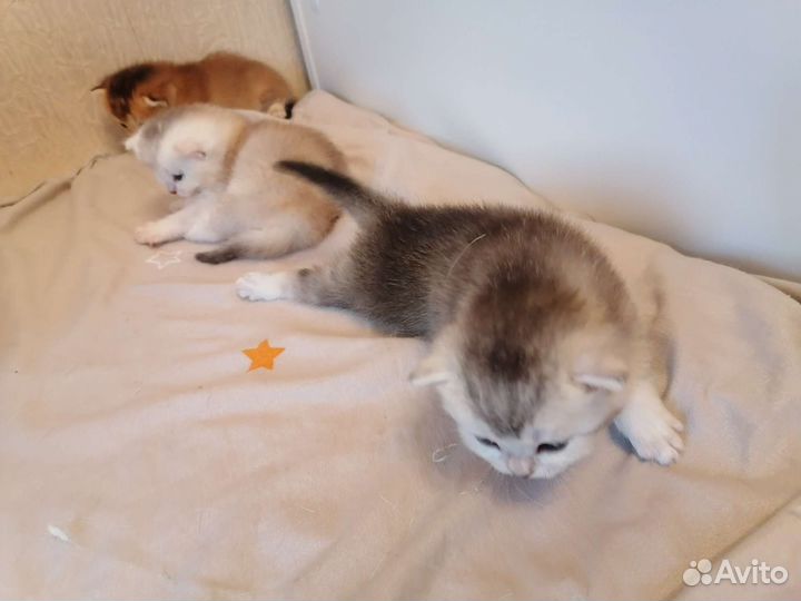 Шотландские котята