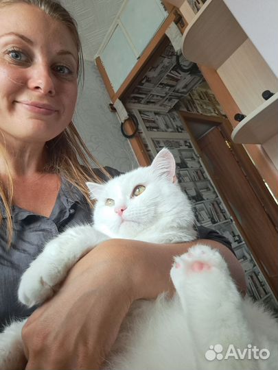 Передержка домашних животных, выгул собак