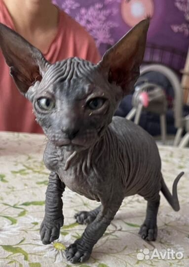 Котята сфинксы