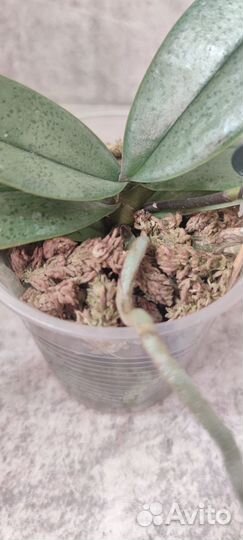 Фаленопсис I-Hsin Maple Valley