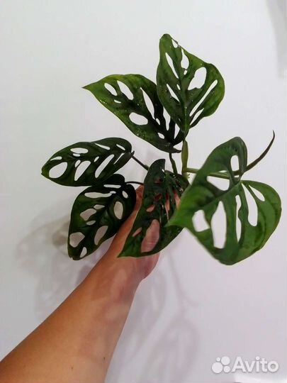 Монстера Адансони