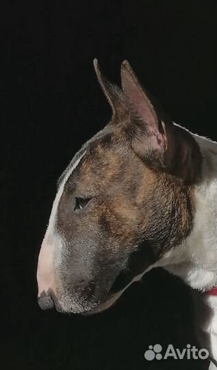 Минибультерьер