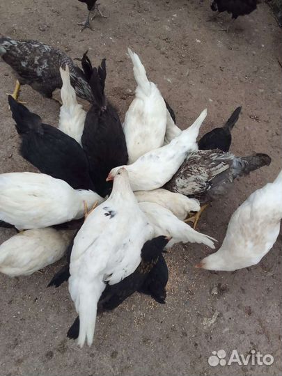 Куры и петушки 2 месячные