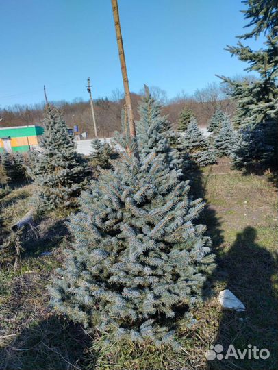 Ель голубая, зеленая. Туи колумна, брабант