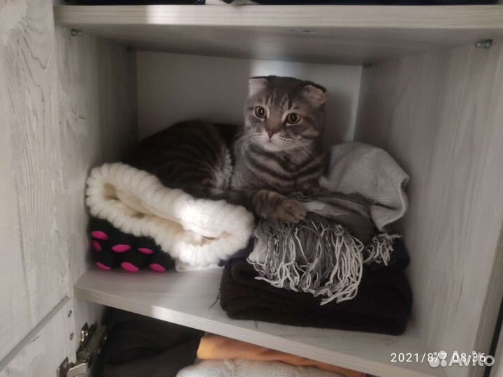 Вязка Шотландский кот