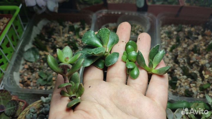 Хавортии и эчеверии суккуленты
