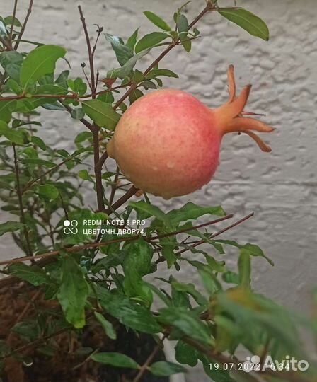 Комнатный гранат, карриса