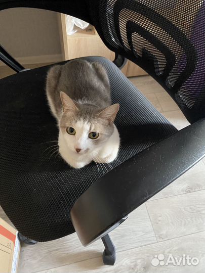Кошка в дар бесплатно