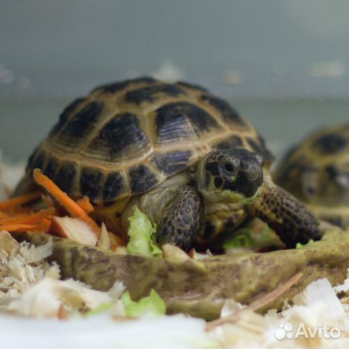 черепахи в зоомагазине. маленькие черепашки в зоомагазине. зоомагазин черепаха. поилка для черепах сухопутных. черепахи в зоомагазине.