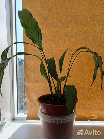 Спатифиллум