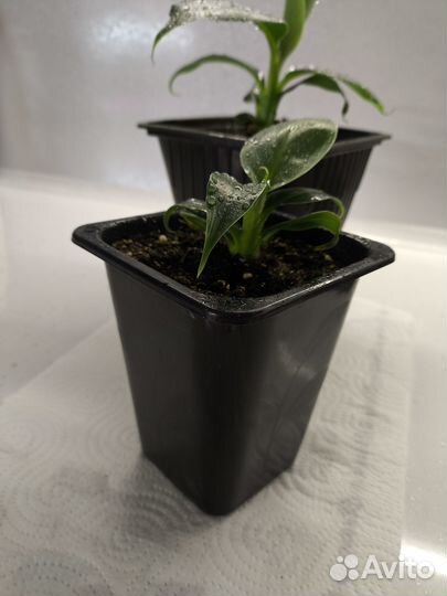 Карликовый банан Кавендиш