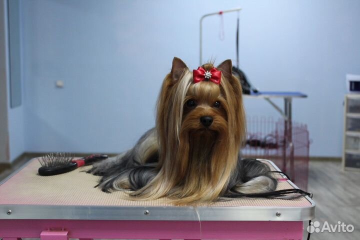 Йоркширский терьер