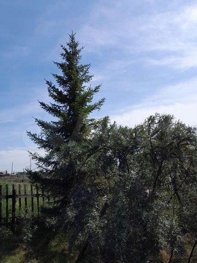 Участок 6 сот. (СНТ, ДНП)