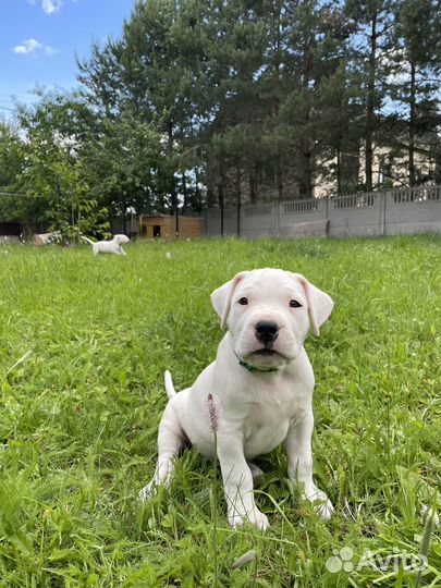 Щенки аргентинского дога