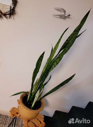 Сансевиерия зейланика