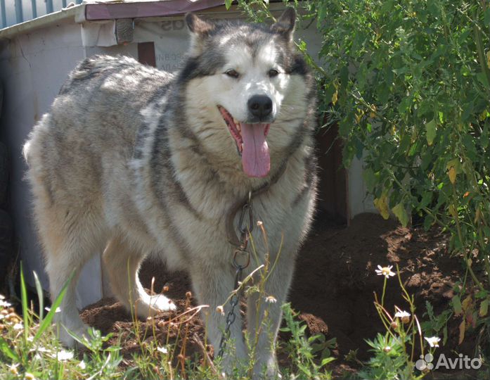Маламут в добрые руки
