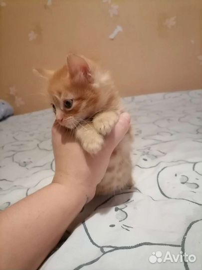 Котята