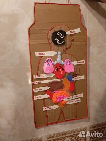 Поделка 'анатомия человека