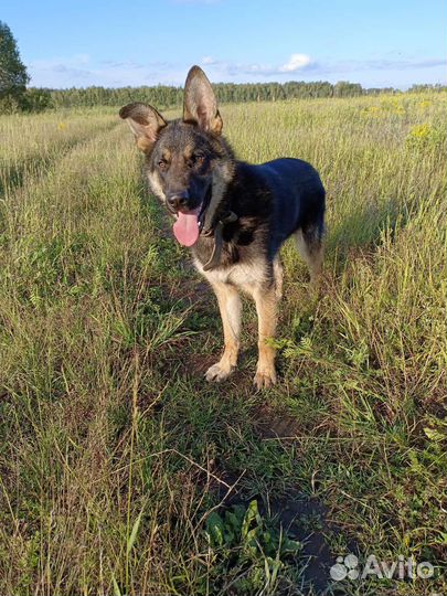 Ларс в добрые руки