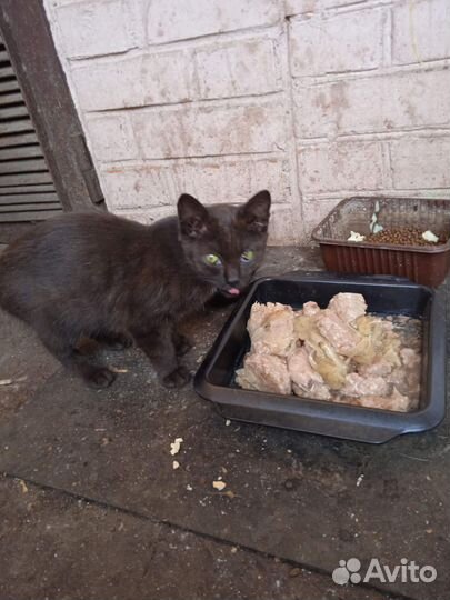 Котенок в дар