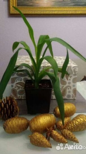 Тысячелистник, папоротник, Юкка, кактус,фикус бенд