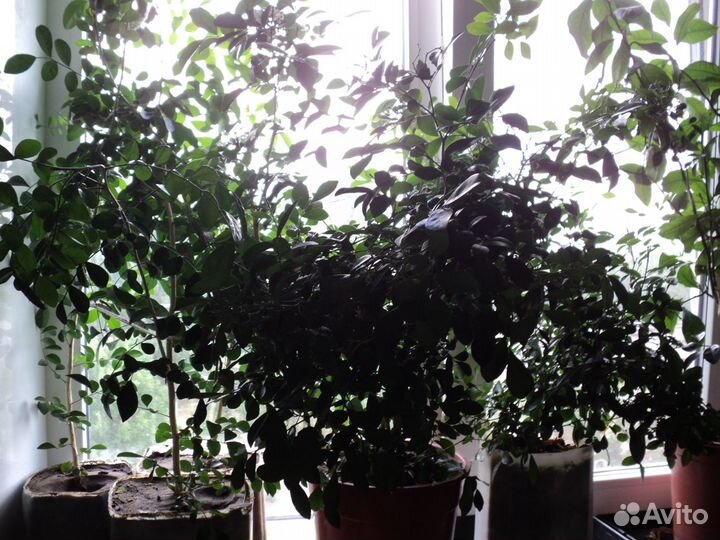 Черенки мирта и сеянцы муррайи