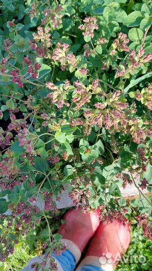 Лекарственные растения