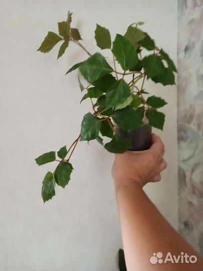 Циссус / Берёзка/ Виноград