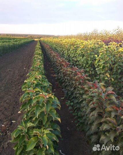 Плодовые деревья. Из питомника