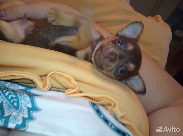 Вязка Кобель Чихуахуа